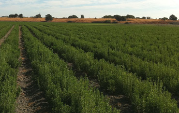 Stevia growing in California