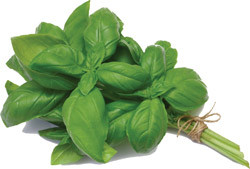 Basil